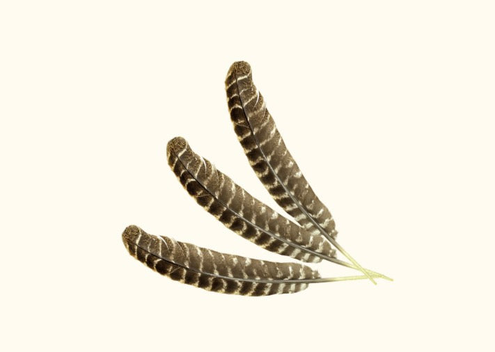 Oversized Feather 🪶- naturally fallen turkey feather